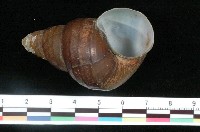 藏品(長田螺)的圖片